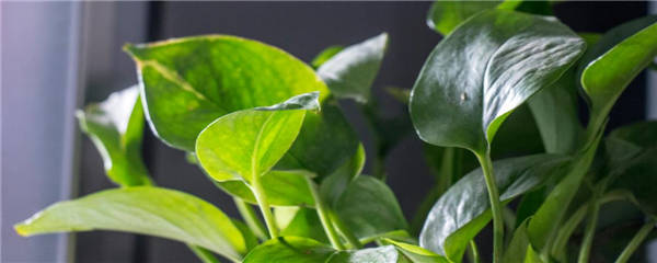 常见的净化空气的室内植物有哪些