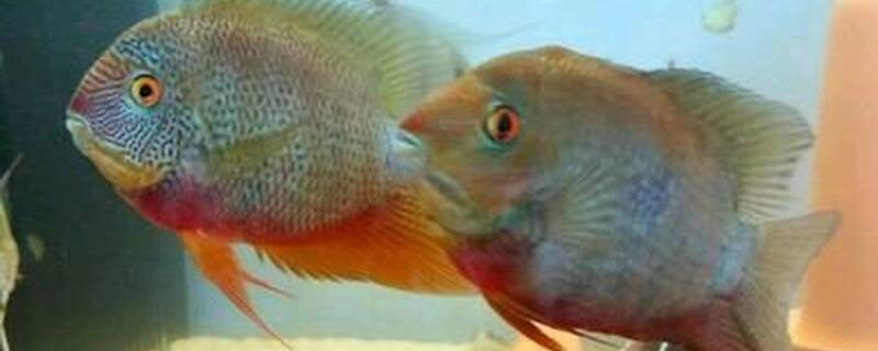 菠萝鱼和什么鱼可以混养