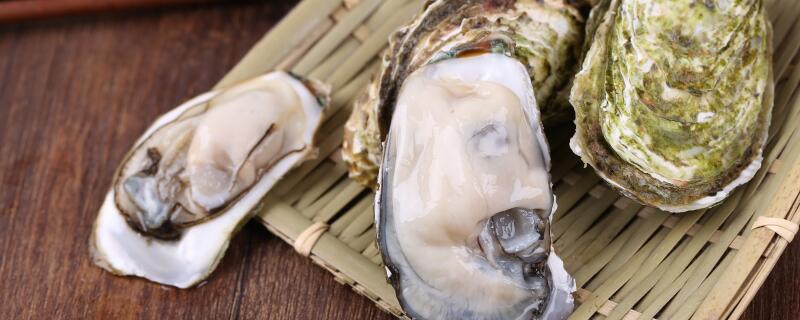 生蚝养殖周期