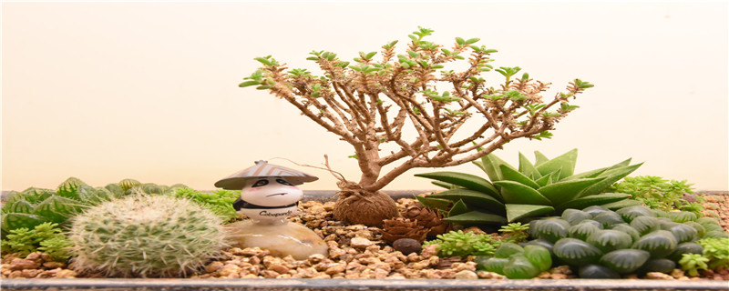 多肉种植 注意事项