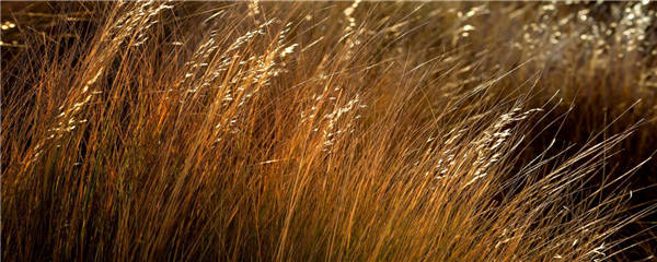 优质牧草品种有哪些