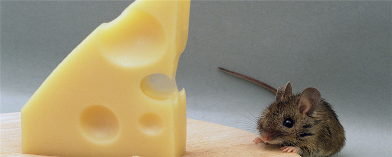 老鼠是怎么过冬的