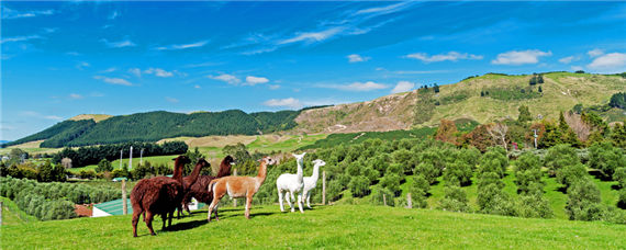 澳大利亚农牧业特点