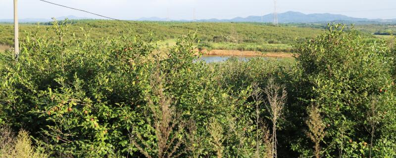 哪个油茶品种产量高