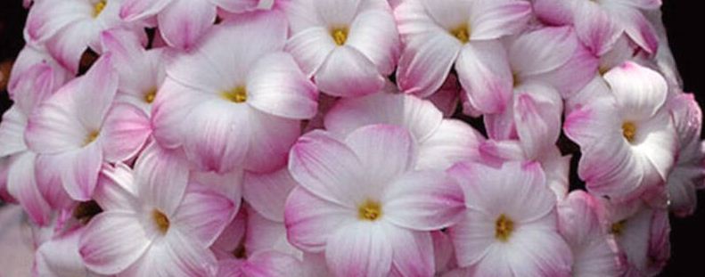 胖丽丽种植注意事项