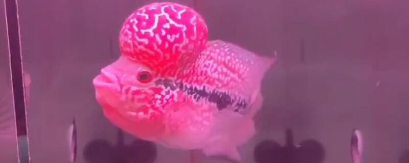 罗汉和什么鱼能混养