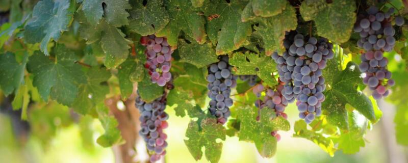 葡萄种植的注意事项