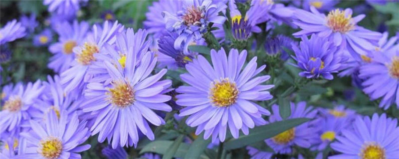 种植格桑花注意事项