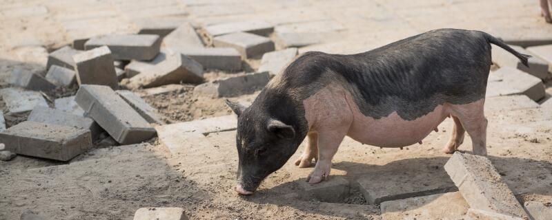 母猪养多久才能生小猪