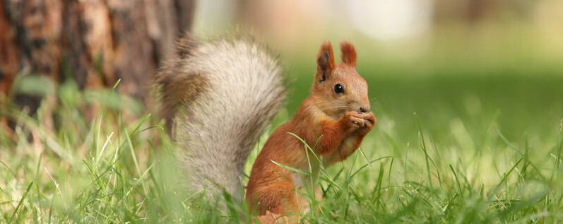 松鼠最怕什么植物