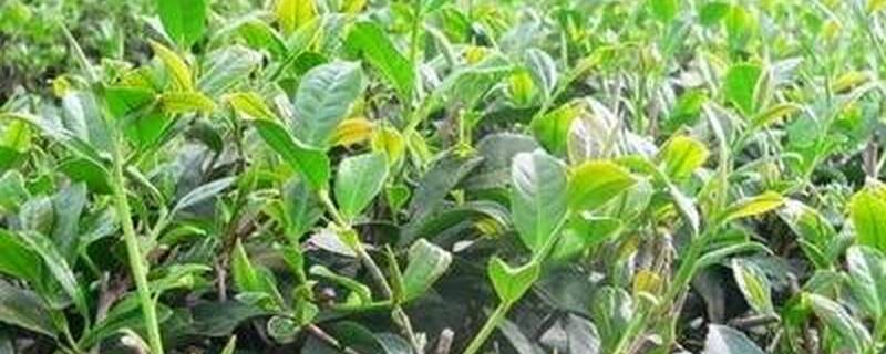 移栽茶树什么时候嫁接