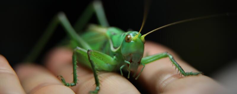 蝈蝈是什么动物