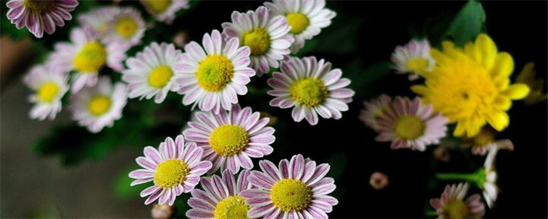 小菊花种植注意事项
