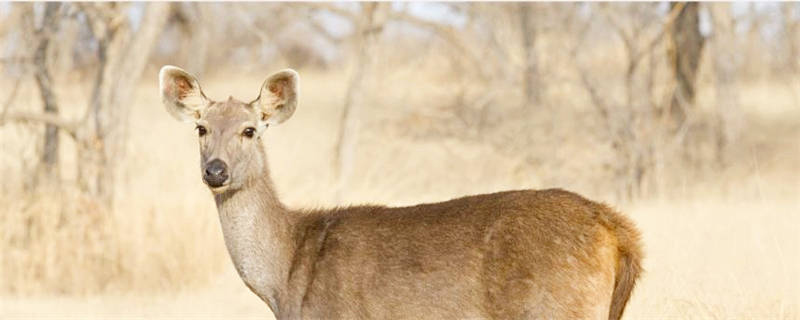 鹿是怎么过冬