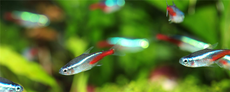 灯鱼吃什么饲料好