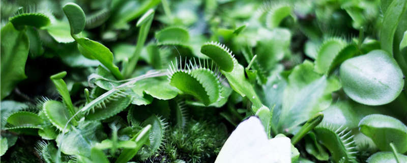 种植食蝇草注意事项