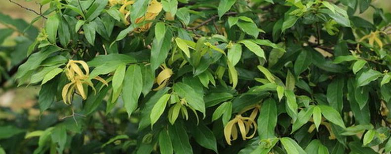 鹰爪花种植注意事项