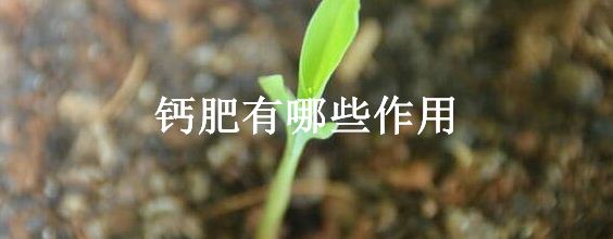 钙肥有哪些作用