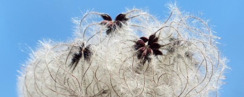 棉花种子怎么种