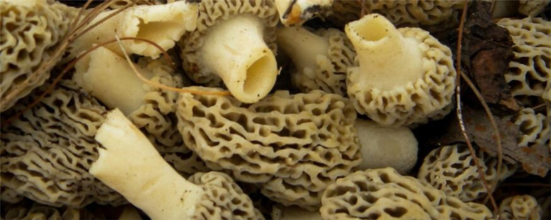 羊肚菌东北可以种植吗