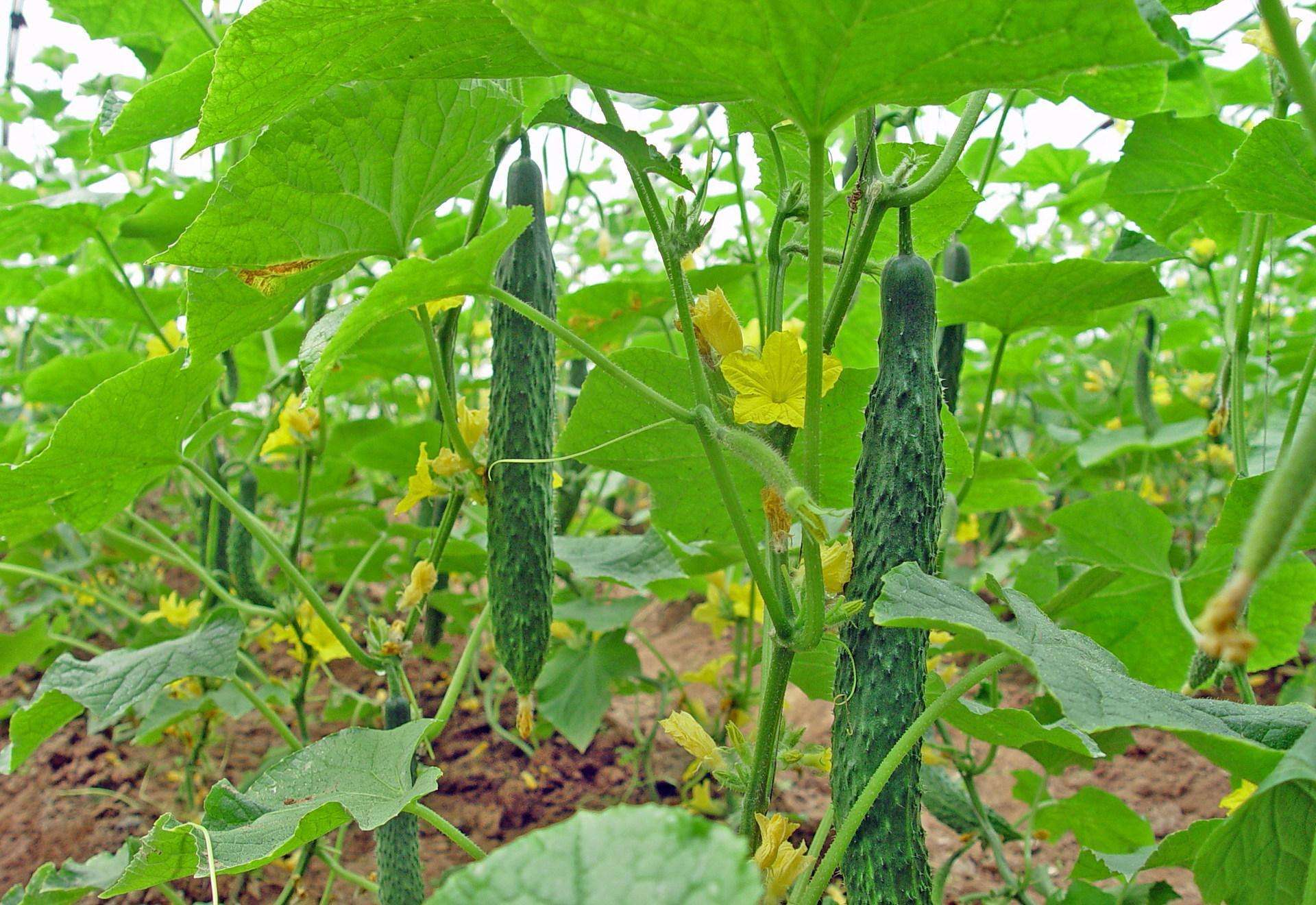 康德黄瓜种植注意事项