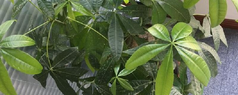 发财树种植方法