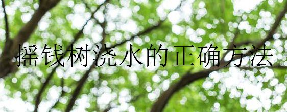 摇钱树浇水的正确方法