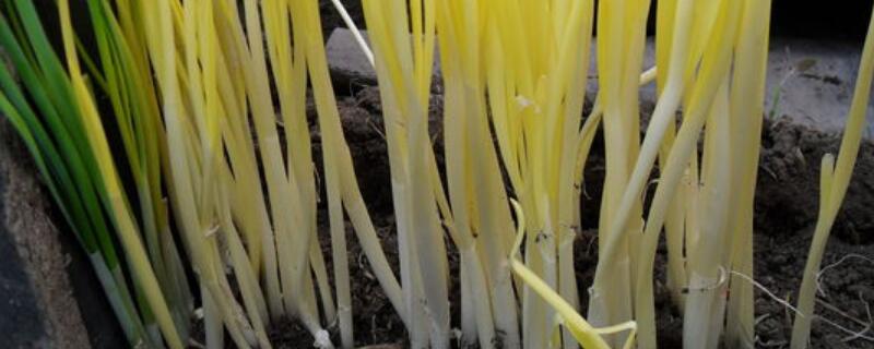 韭黄的种植技术