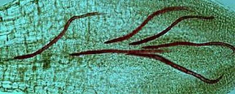 线虫最怕什么植物