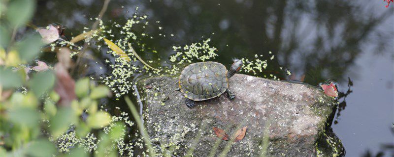 乌龟怎么安全过冬
