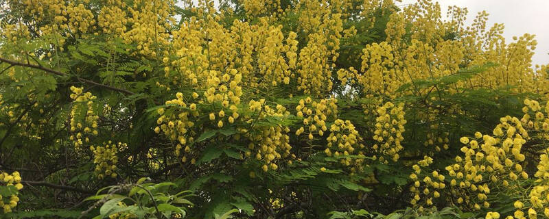 黄槐决明什么时候剪枝