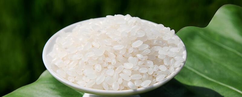 精米是果实还是种子