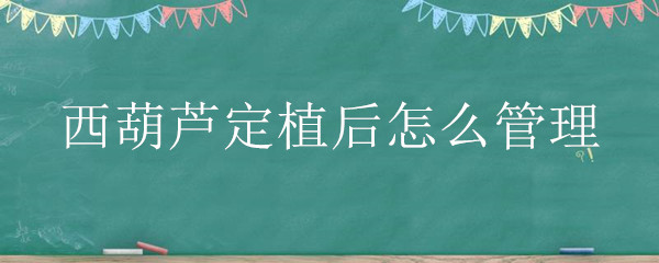 西葫芦定植后怎么管理