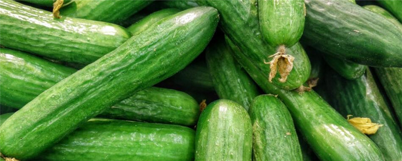 露地秋黄瓜种植时间