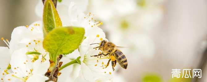 蜜蜂