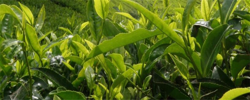 隆回产什么茶