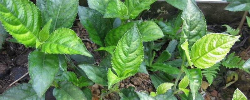 糯米香草是什么植物