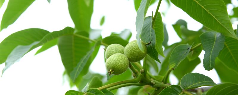 核桃树怎么施肥