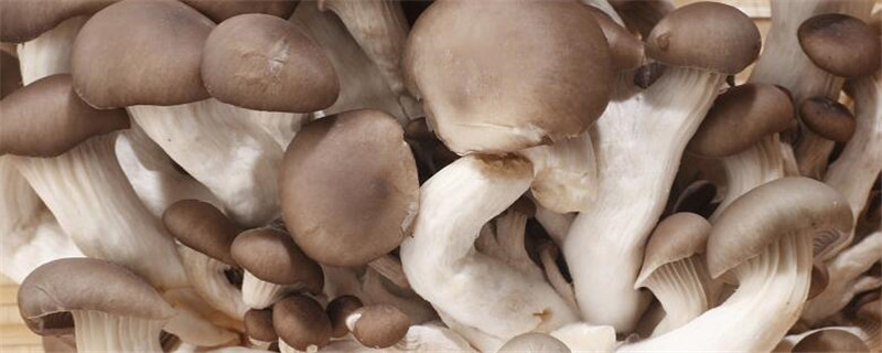 平菇菌种在家怎么种植