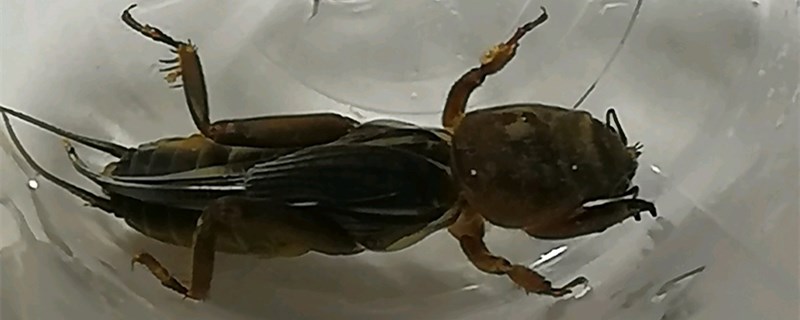蝼蛄是害虫吗