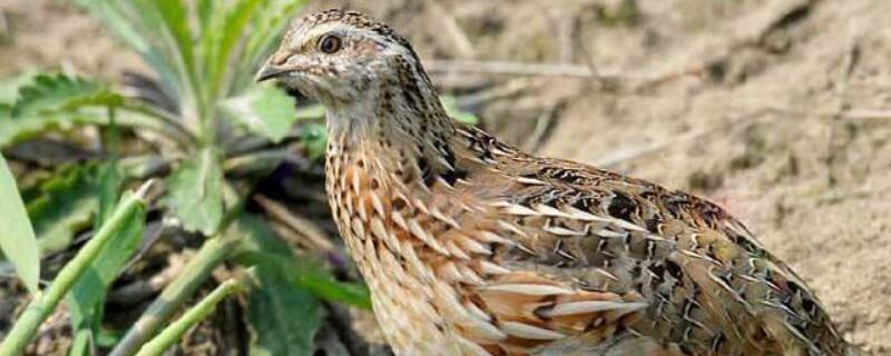 鹌鹑公母能放一起养吗