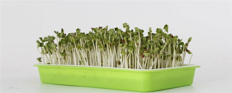 种植芽苗菜注意事项