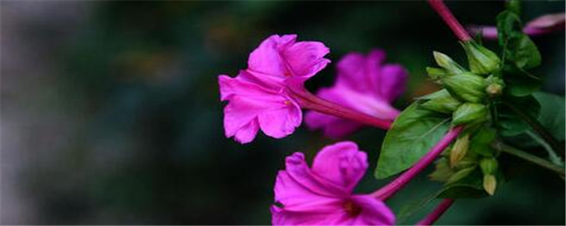 紫茉莉种植注意事项