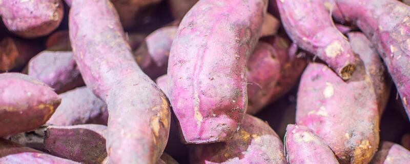 红薯地下害虫防治方法