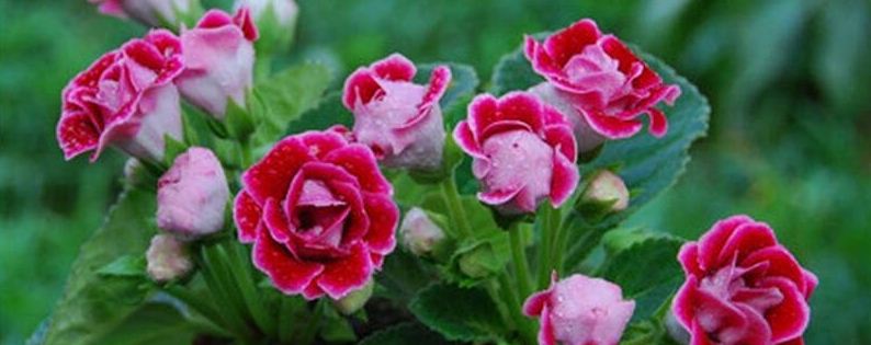 大岩桐怎么施肥