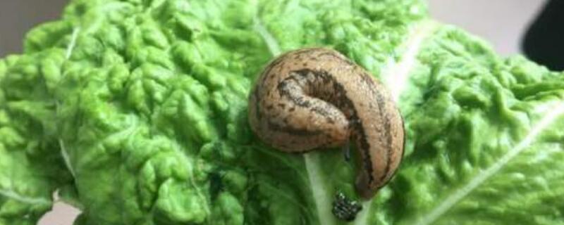 蛞蝓用什么农药