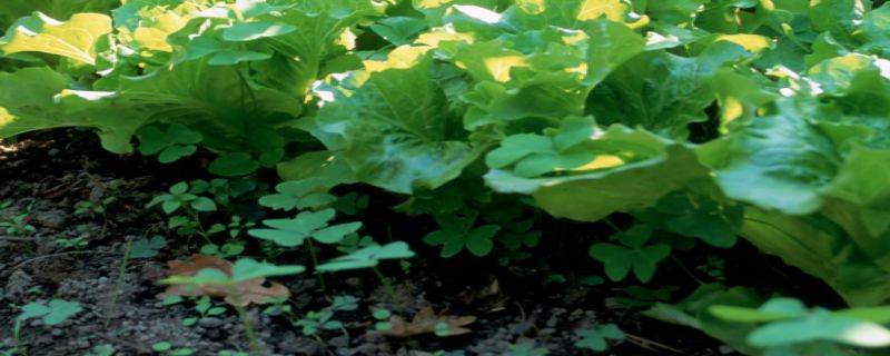 菜地杂草太多怎么办