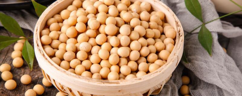 豆是果实还是种子