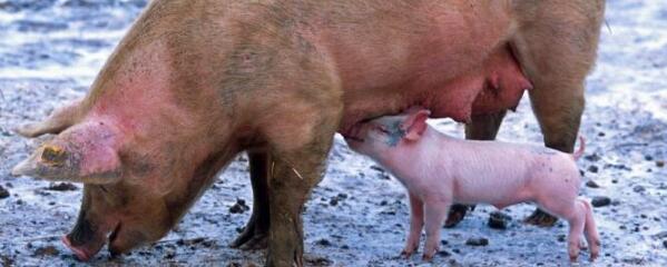 黑猪与白猪有什么区别