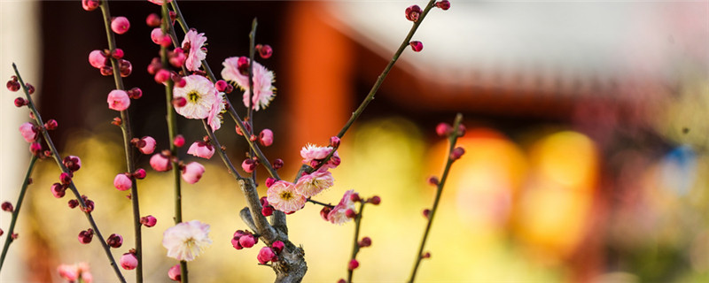 梅花的种植与注意事项